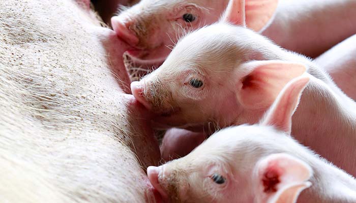 Barentz Animal Nutrition - Baby Pigs