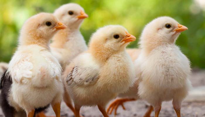 Barentz Animal Nutrition - image of 4 baby chicks