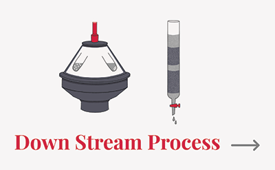 Down Stream Process